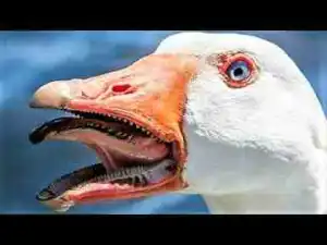 Video: MOST Terrifying Animal Mouths